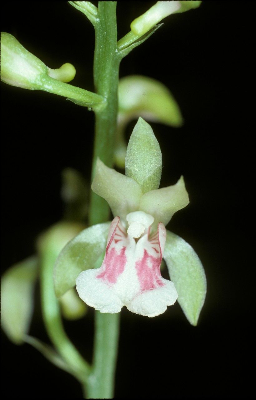 Oeceoclades maculata (Lindl.) Lindl., Orquídea monje (Flora mundial) -  Pl@ntNet identify