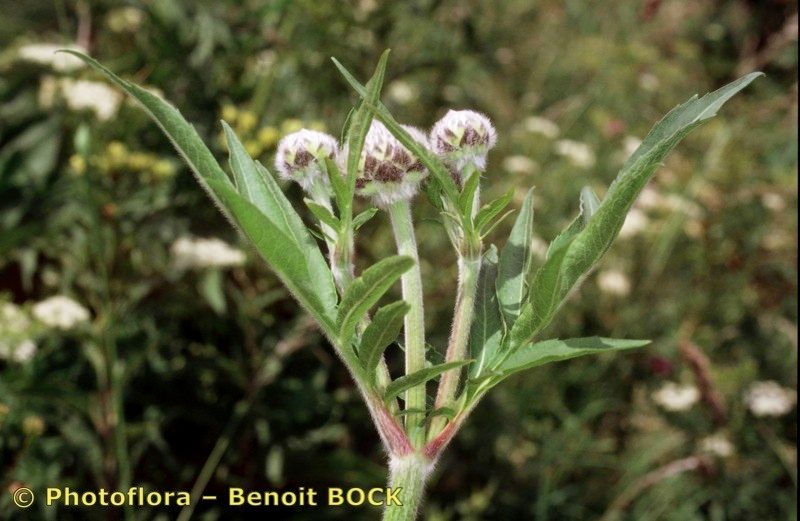 Taken Jul 15, 2001 by Photoflora - Benoit BOCK (©)