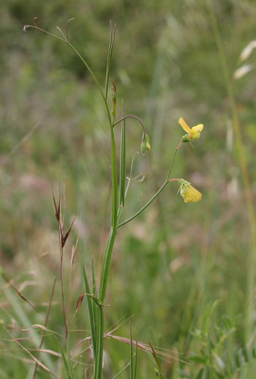 Taken May 30, 2014 by Tela Botanica − Marie PORTAS (cc-by-sa)