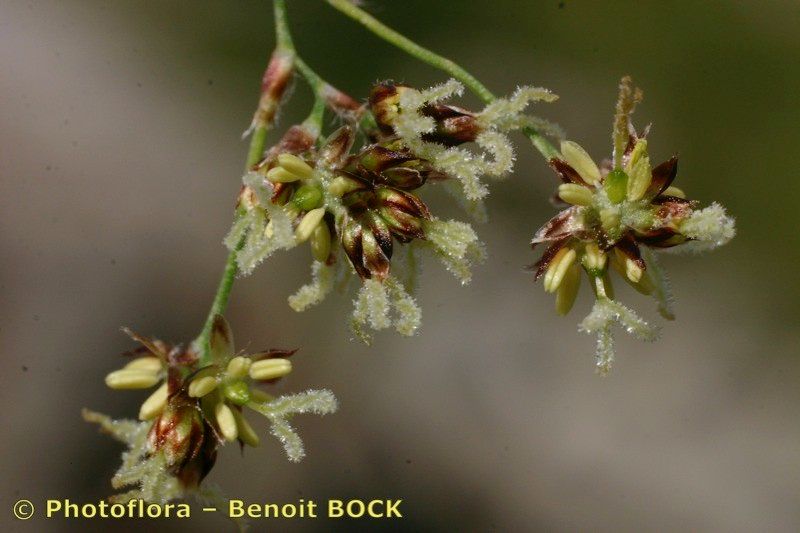 Taken Jul 15, 2005 by Photoflora - Benoit BOCK (©)