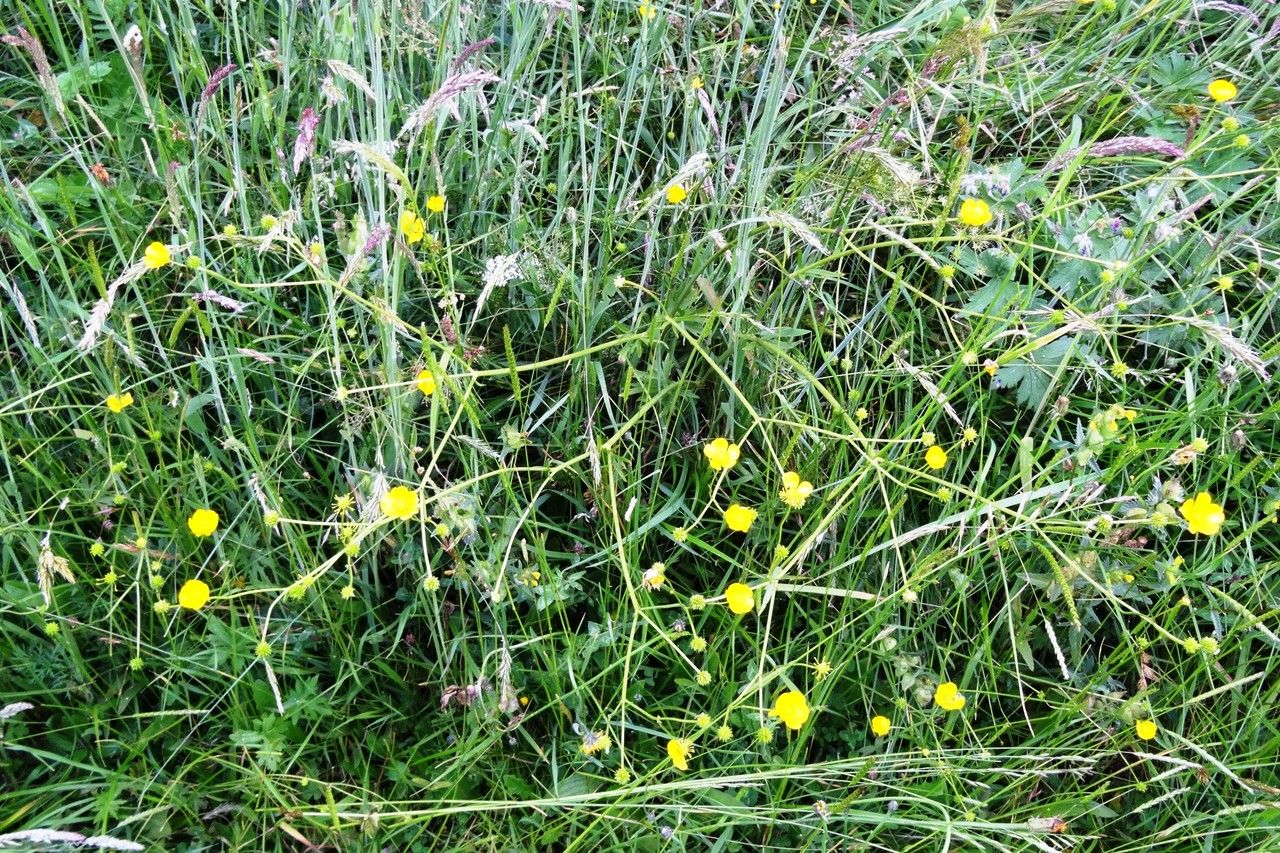 Meadow buttercup