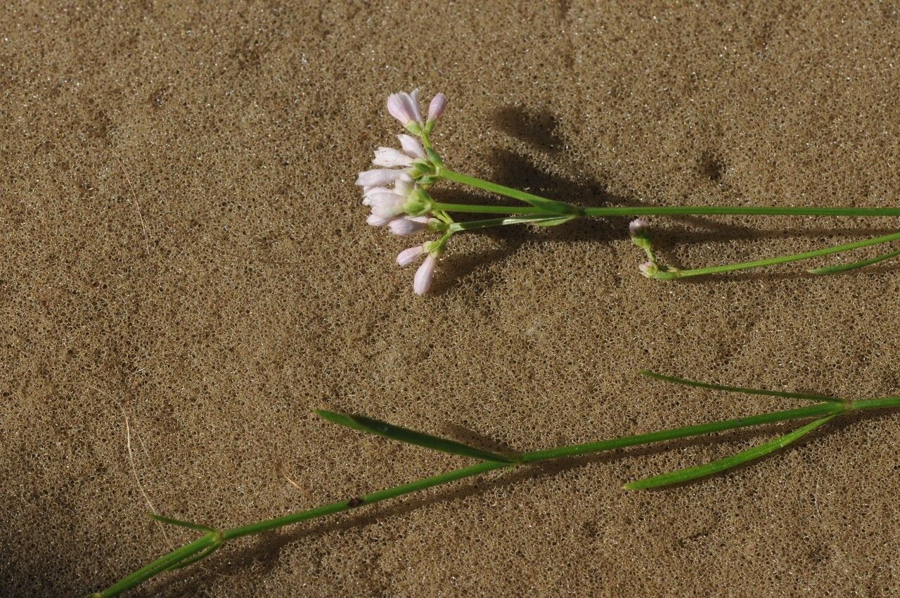 Taken Jul 7, 2014 by Tela Botanica − Françoise CARLE (cc-by-sa)