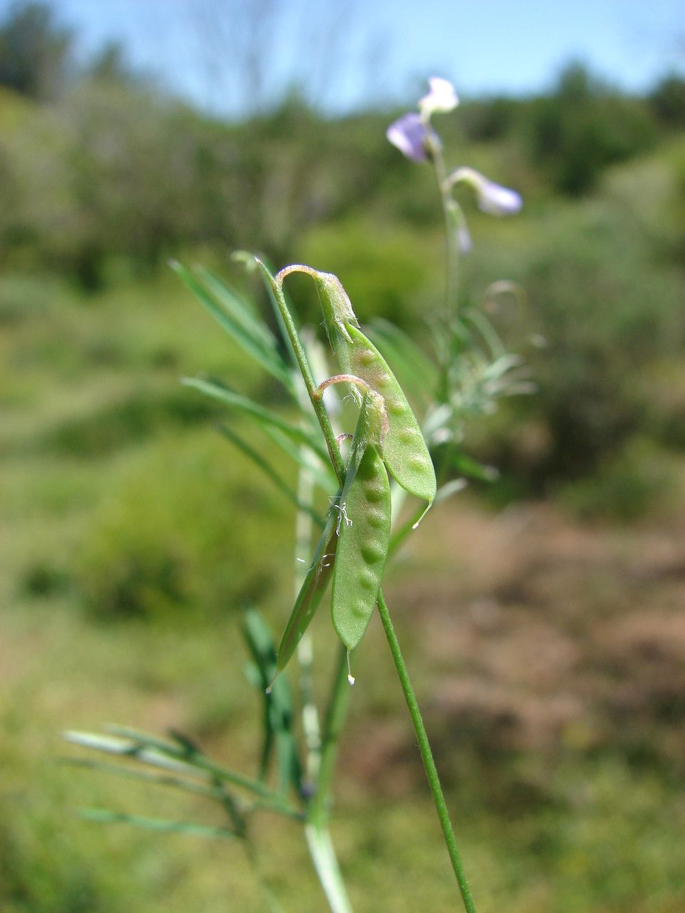 Taken Jun 1, 2013 by Tela Botanica − Paul FABRE (cc-by-sa)