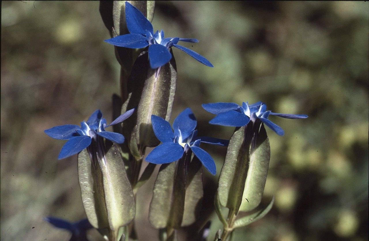 Taken Jul 2, 1999 by Tela Botanica − Liliane ROUBAUDI (cc-by-sa)