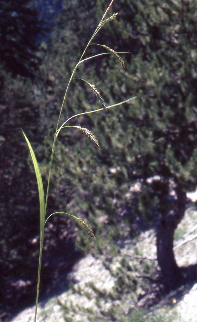 Taken Jul 2, 2000 by Tela Botanica − Liliane Roubaudi (cc-by-sa)