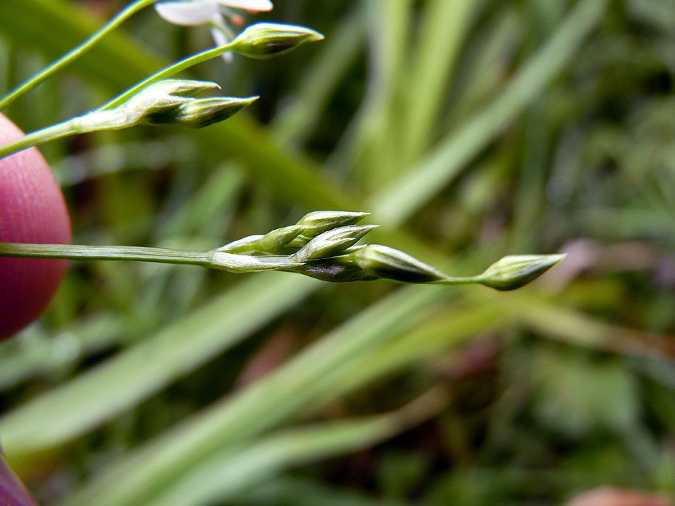 Taken Jul 31, 2012 by Tela Botanica − Emmanuel STRATMAINS (cc-by-sa)