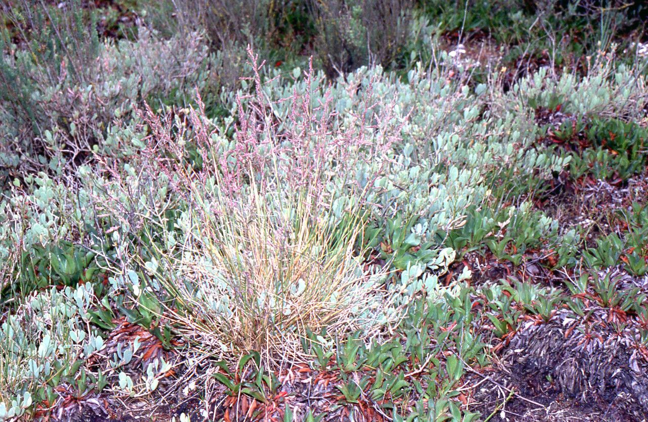 Common saltmarsh grass