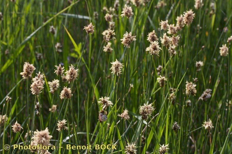 Taken Apr 15, 2013 by Photoflora - Benoit BOCK (©)