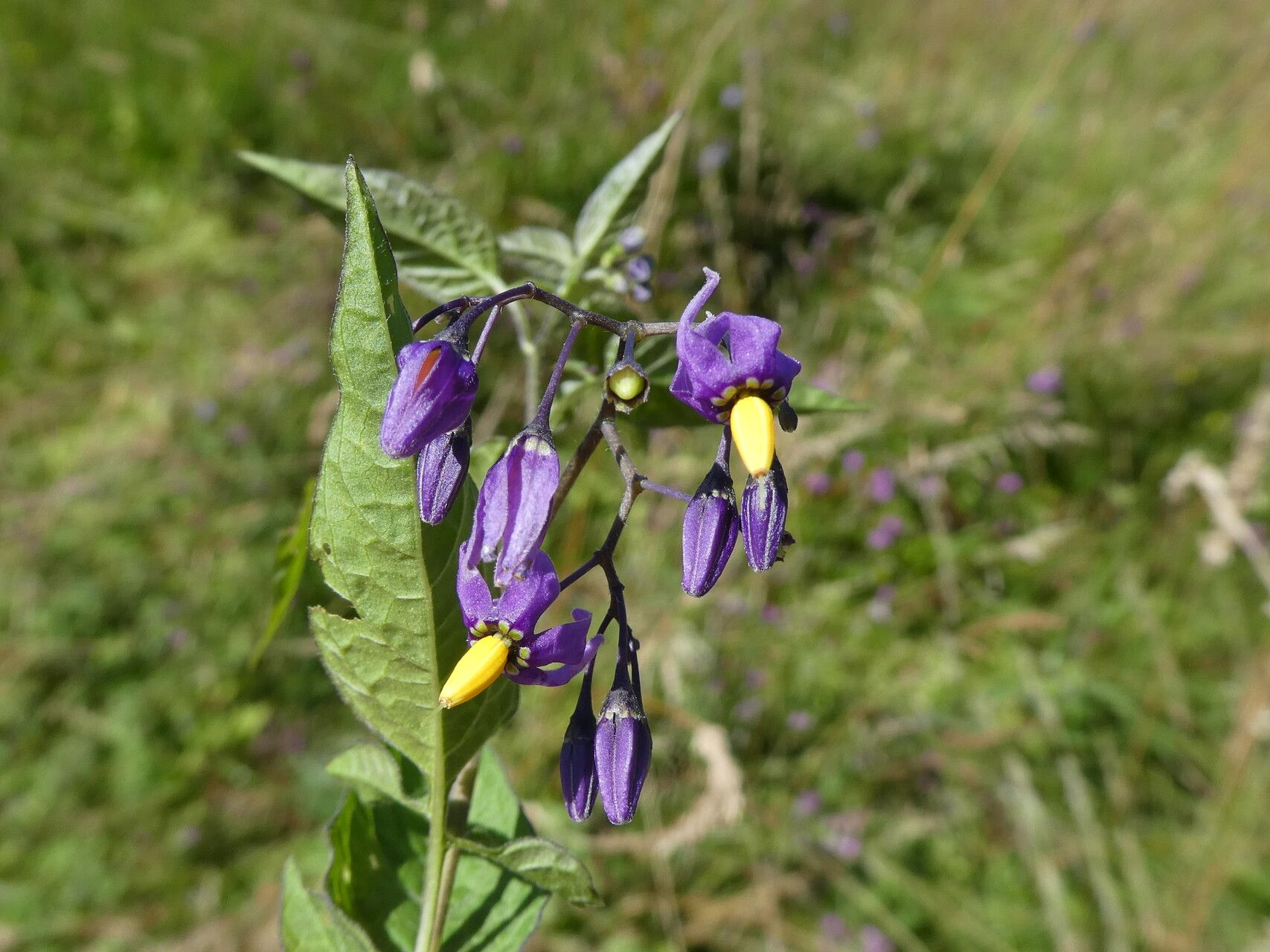 Solanum dulcamara L., Climbing nightshade (World flora) - Pl@ntNet