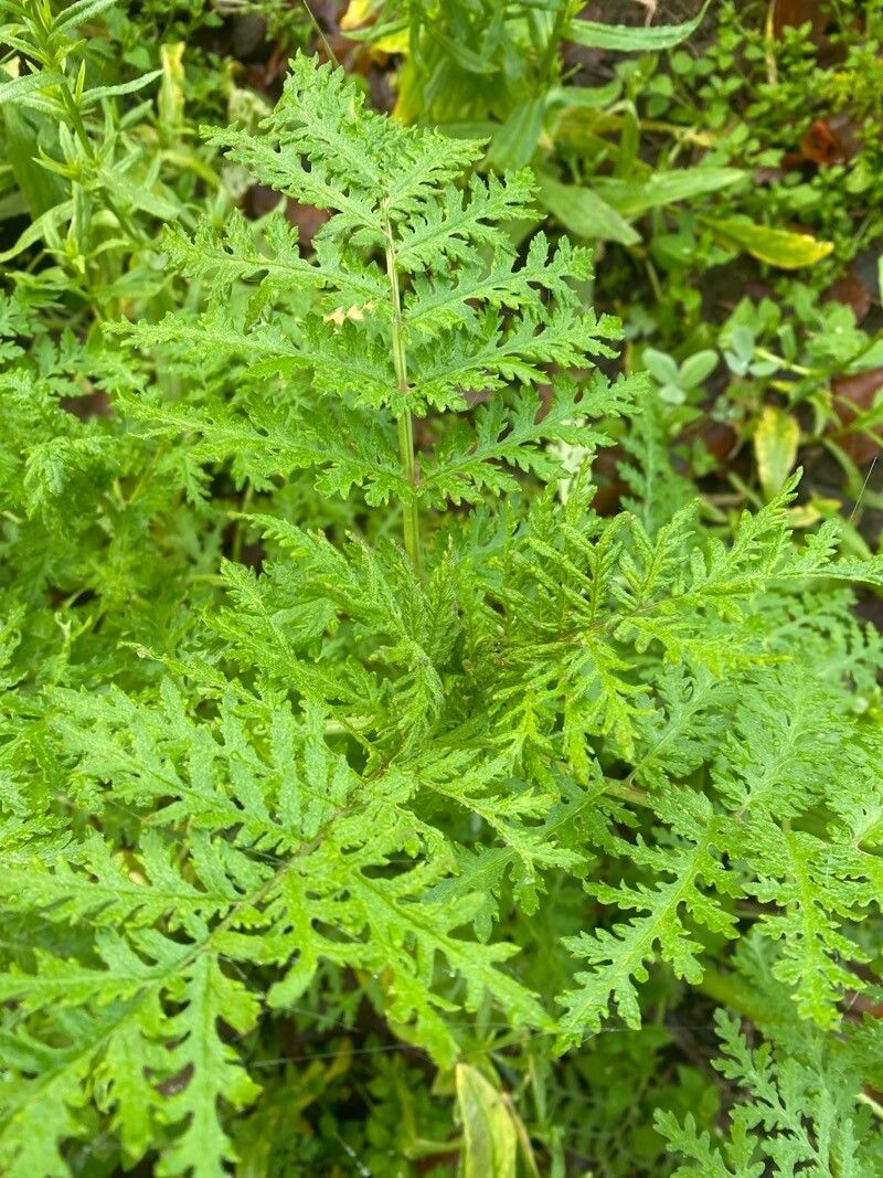 Artemisia annua - Wikipedia