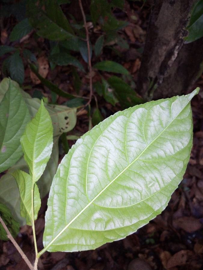 Xylosma benthamii (Tul.) Triana & Planch. (World flora) - Pl@ntNet identify