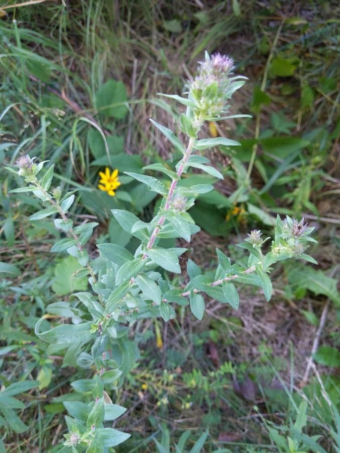 Taken Sep 11, 2020 by plants mustard (cc-by-sa)