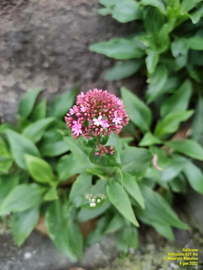 Observation : Valeriana rubra L. (Blama Maurizio 4 janv. 2022) Flore ...