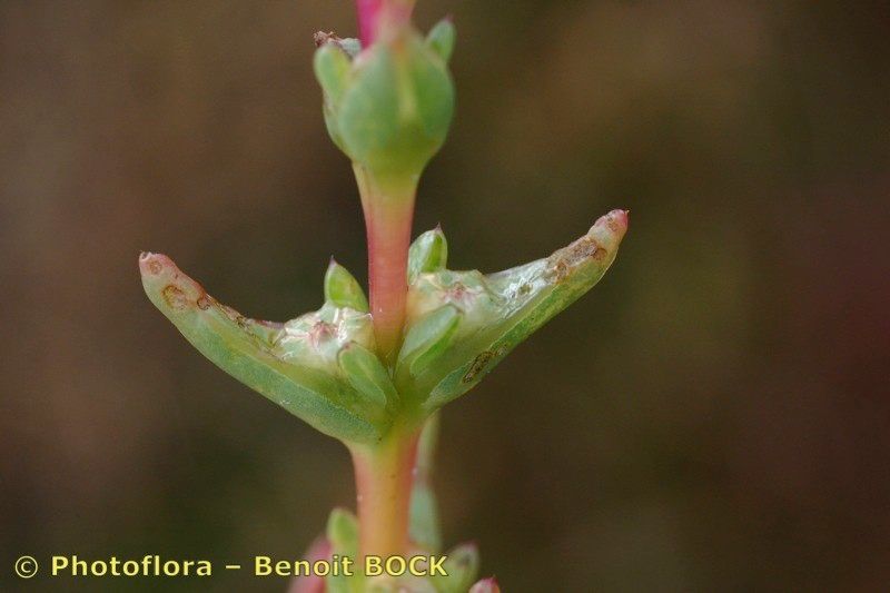 Taken Sep 15, 2005 by Photoflora - Benoit BOCK (©)