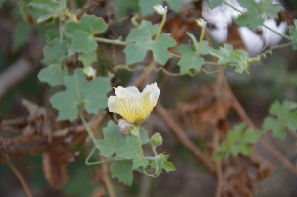 Taken May 6, 2014 by Tela Botanica − Sénégal ENGOUEMENT (cc-by-sa)