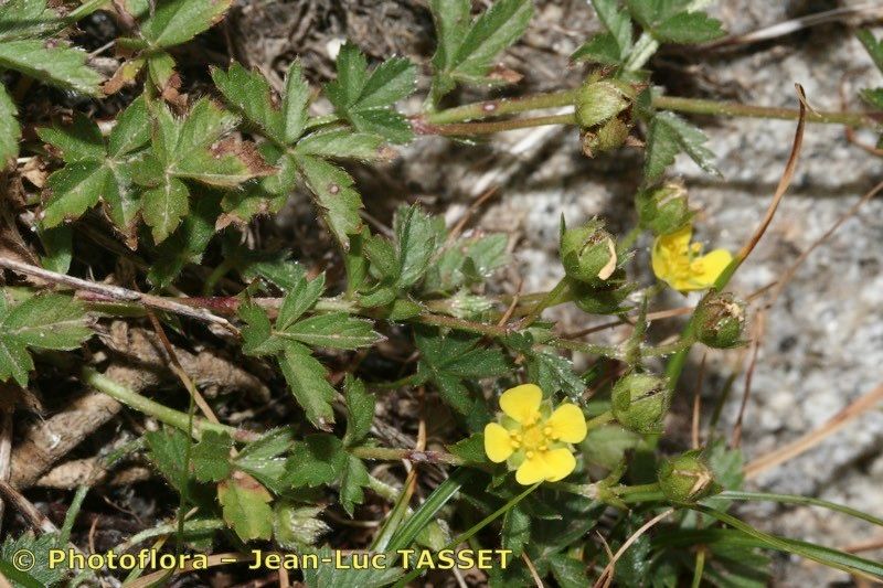 Taken Jul 15, 2007 by Photoflora - Jean-Luc TASSET (©)