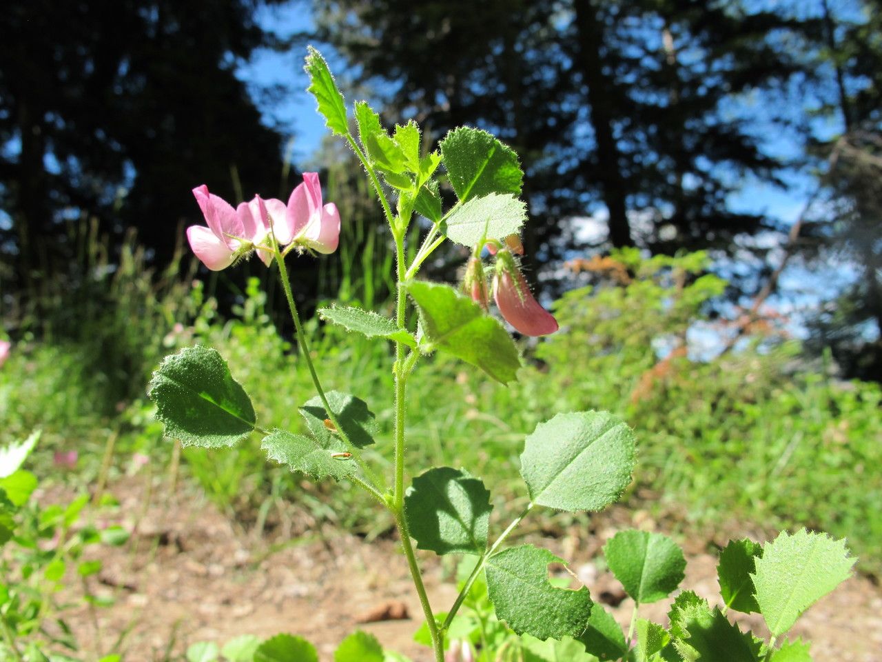 Taken Jul 24, 2010 by Tela Botanica − Hugues TINGUY (cc-by-sa)