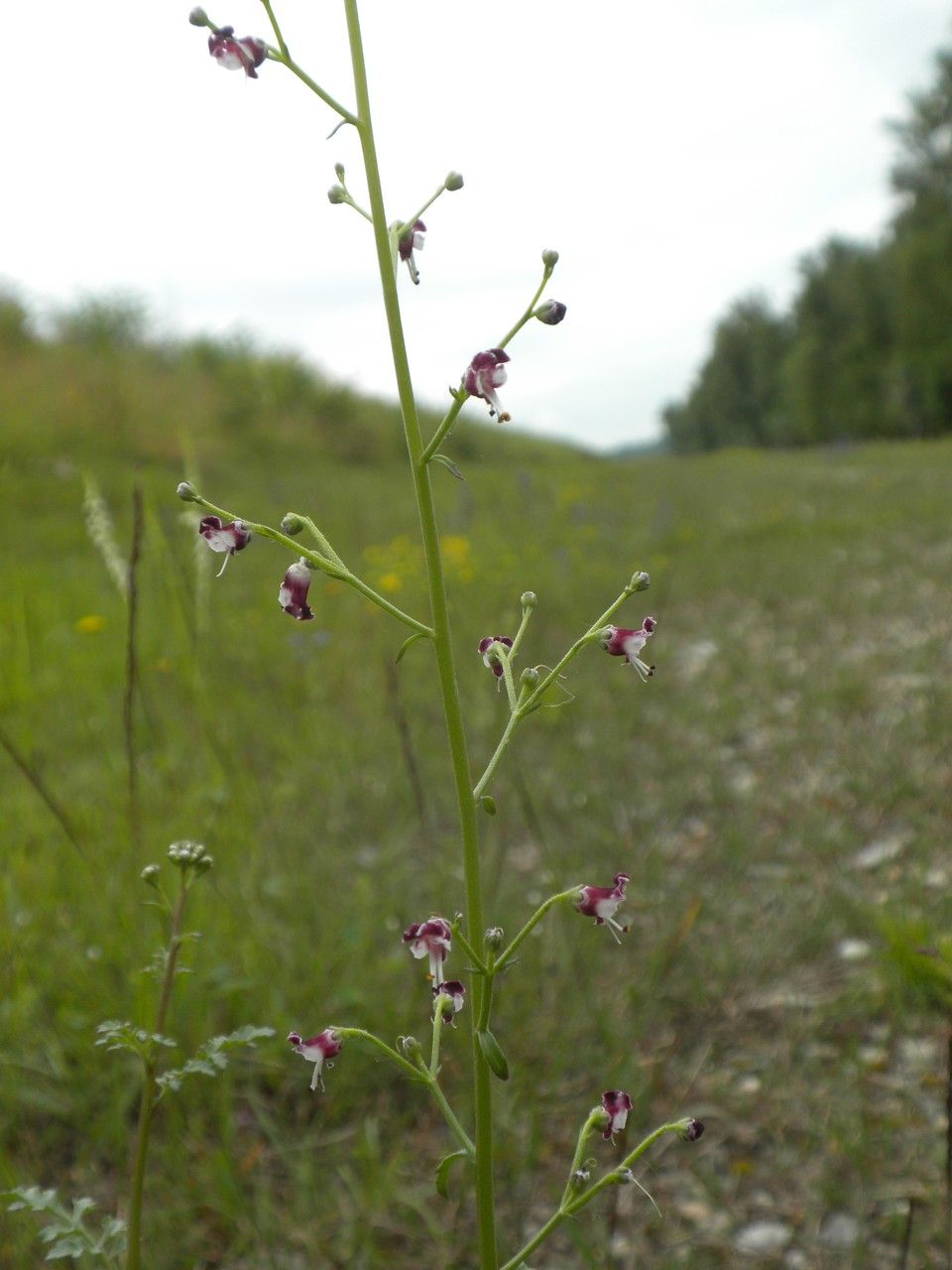 Taken Jul 4, 2013 by Tela Botanica − Daniel CAHEN (cc-by-sa)