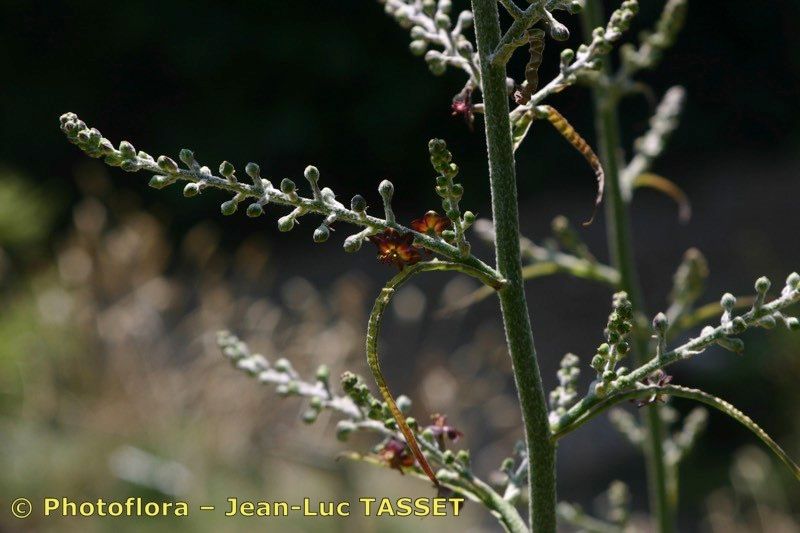 Taken Aug 15, 2004 by Photoflora - Jean-Luc TASSET (©)