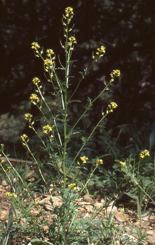 Taken May 1, 1999 by Tela Botanica − Liliane Roubaudi (cc-by-sa)