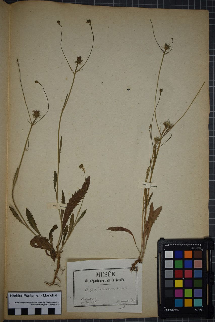 Taken Jun 30, 1851 by Tela Botanica − Herbier PONTARLIER-MARICHAL (cc-by-sa)