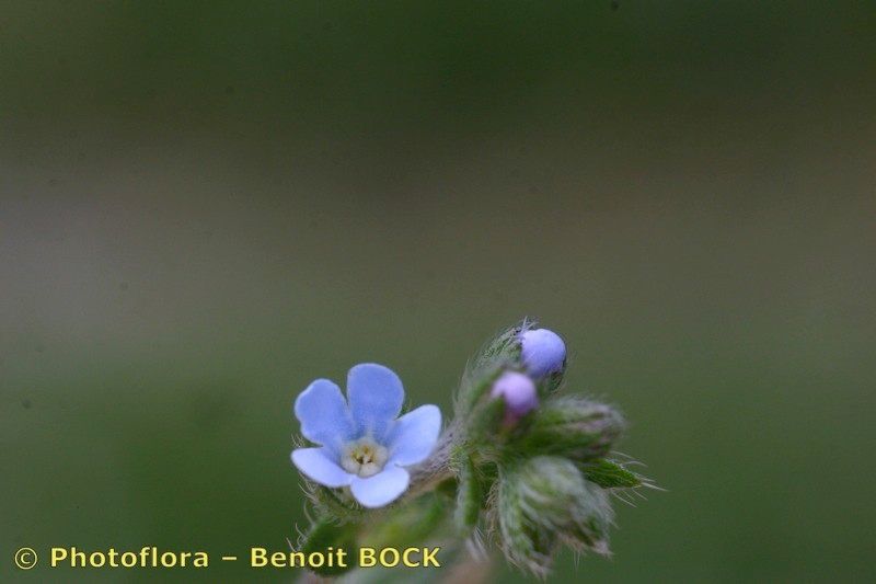 Taken Jul 15, 2005 by Photoflora - Benoit BOCK (©)