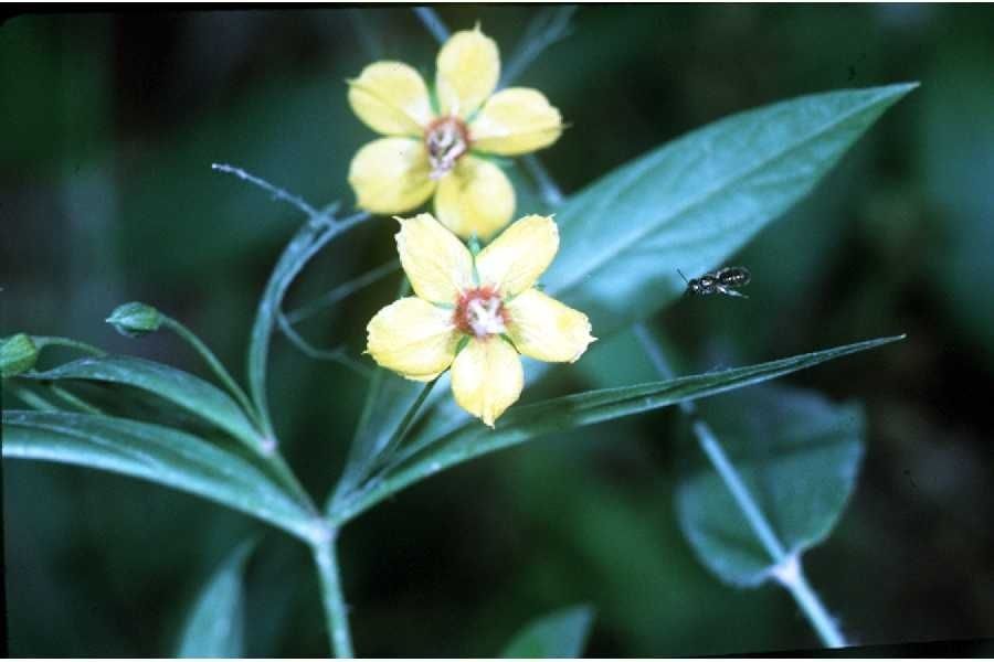 Taken Jan 1, 1900 by EOL − USDA NRCS Wetland Science Institute. (public)