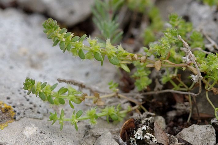 Taken Mar 31, 2014 by Tela Botanica − Jame LAGARRIGUE (cc-by-sa)