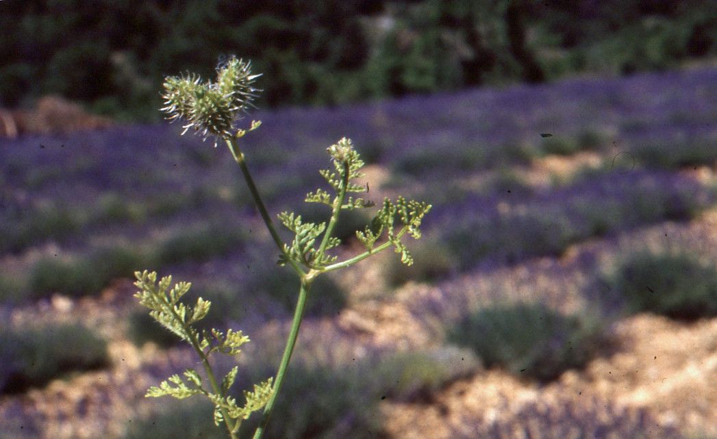 Taken Apr 12, 2002 by Tela Botanica − Liliane Roubaudi (cc-by-sa)