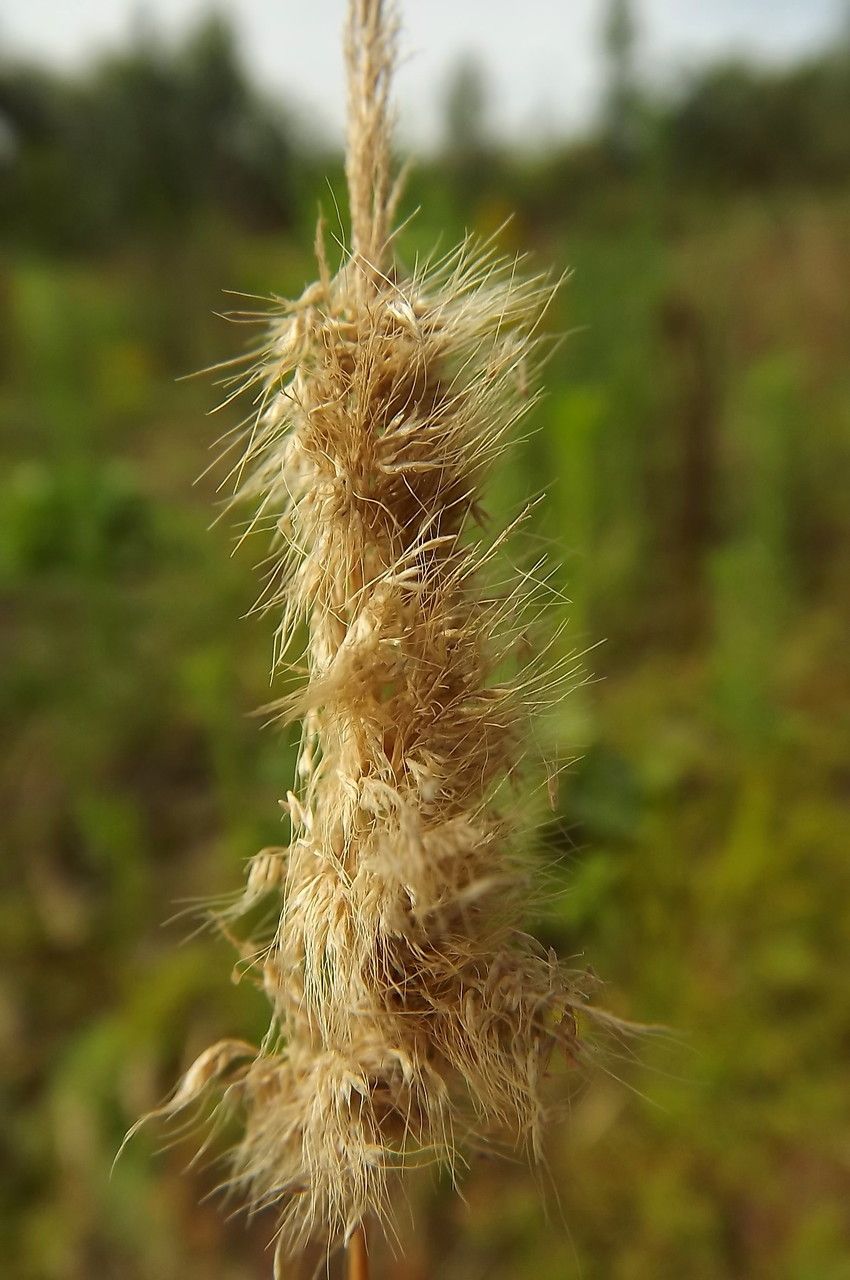 Taken Jul 13, 2014 by Tela Botanica − Florent Beck (cc-by-sa)