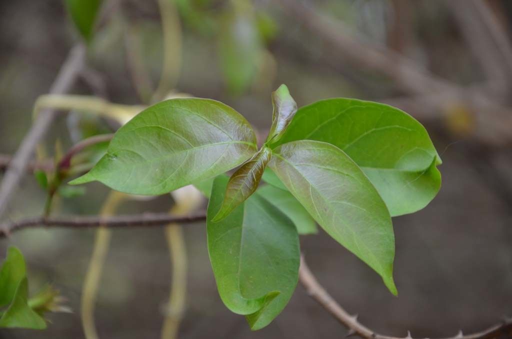 Taken May 6, 2014 by Tela Botanica − Sénégal ENGOUEMENT (cc-by-sa)