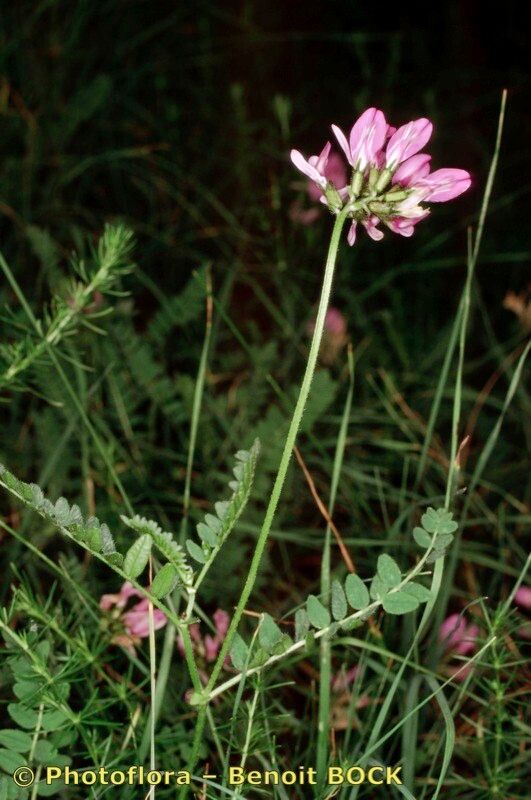 Taken Jul 15, 1999 by Photoflora - Benoit BOCK (©)