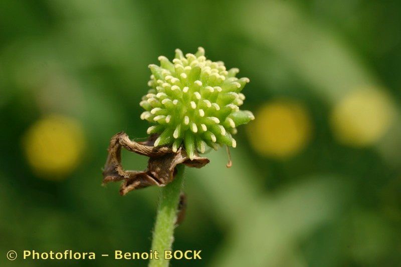 Taken Aug 15, 2006 by Photoflora - Benoit BOCK (©)