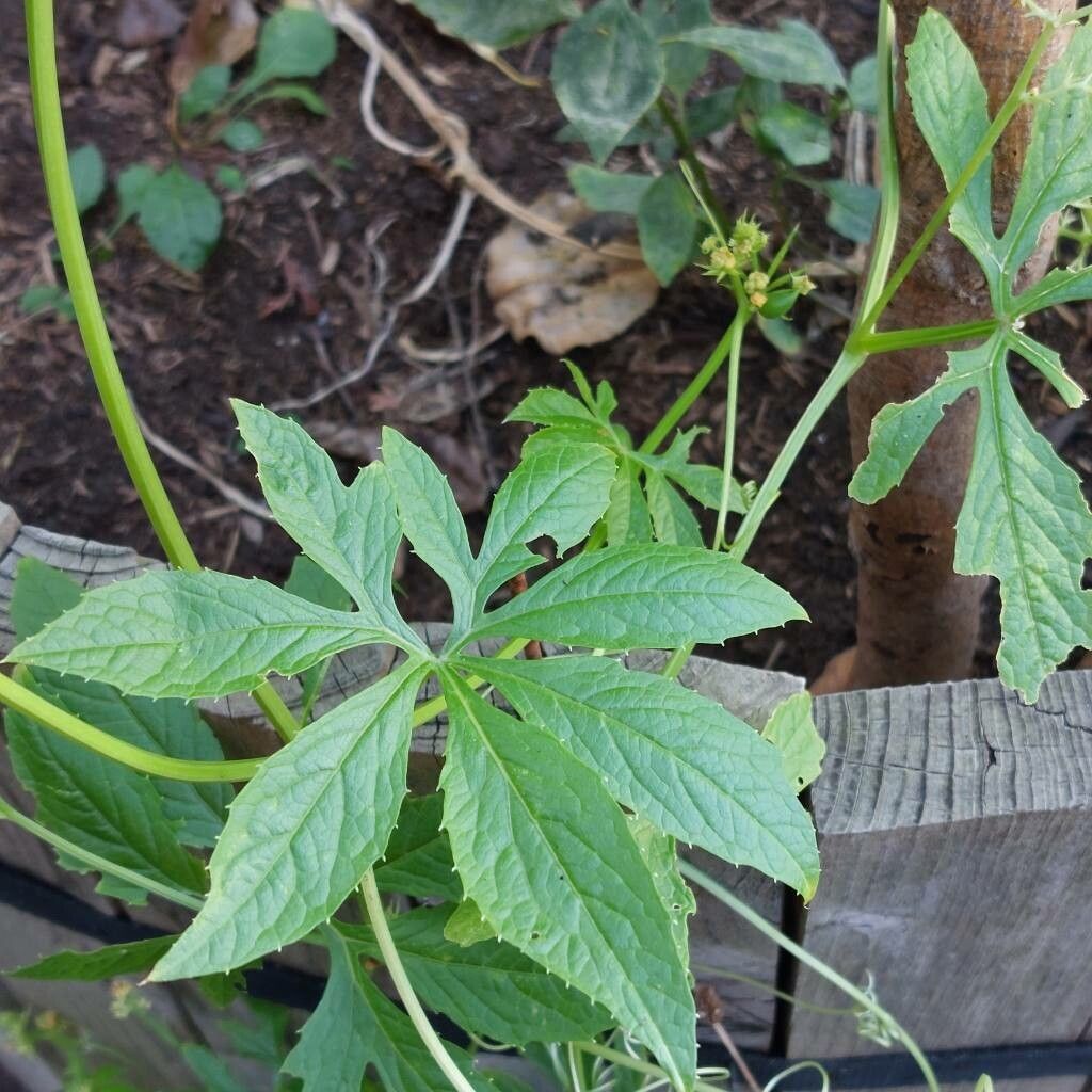 Cyclanthera pedata Folha
