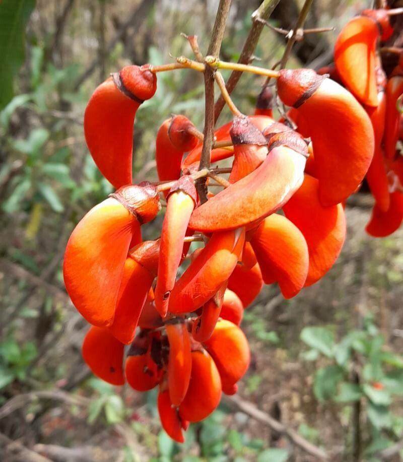 Erythrina falcata 花