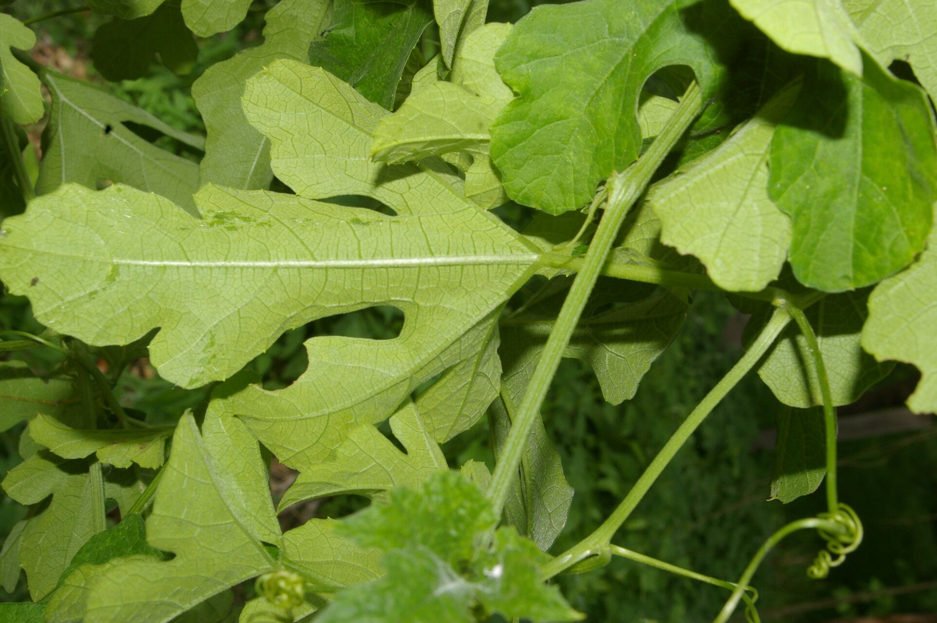 Luffa operculata