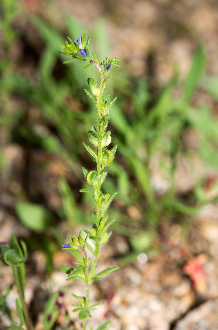 Taken May 26, 2013 by Tela Botanica − Jean-Jacques HOUDRÉ (cc-by-sa)