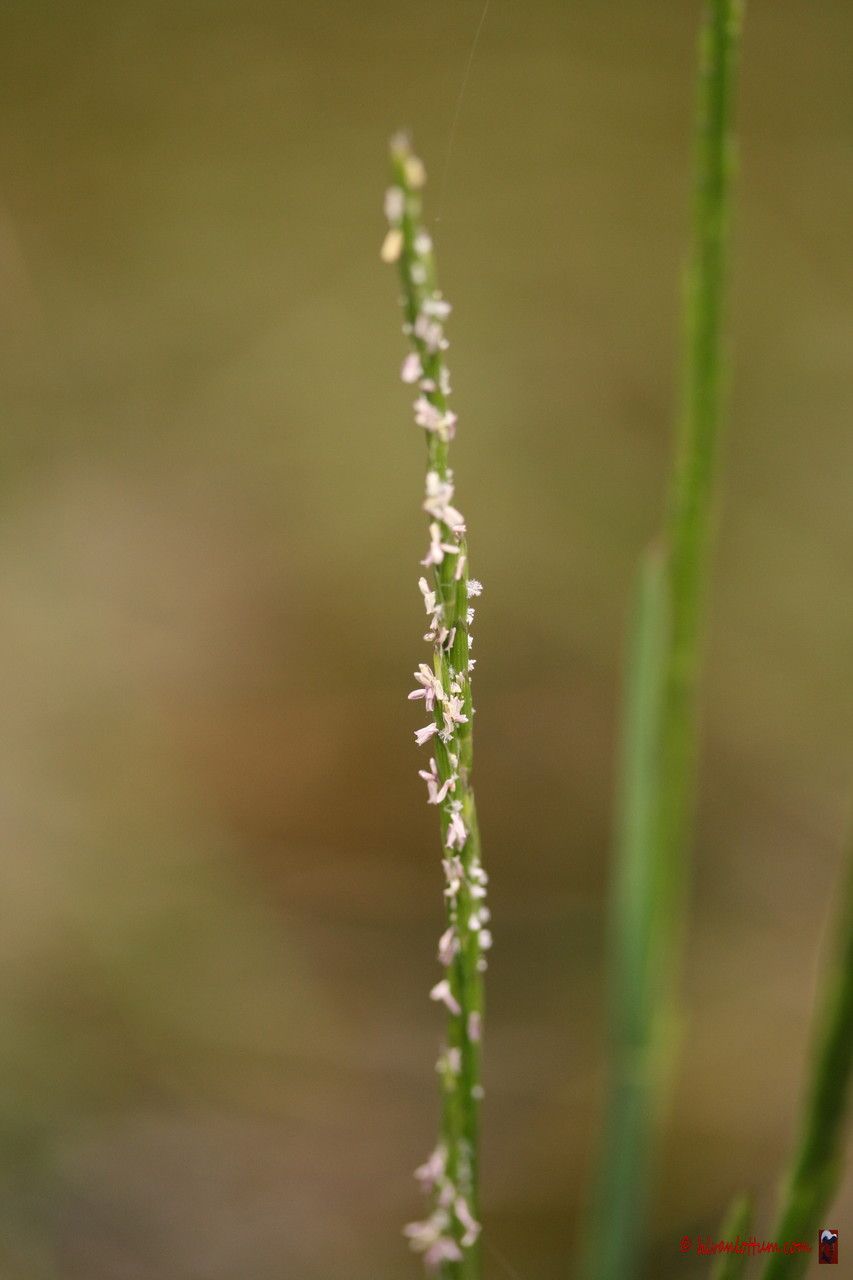 Taken May 28, 2008 by Henk Van Lottum (cc-by-sa)