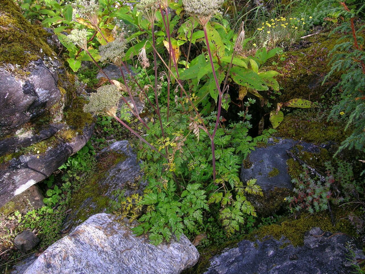 Taken Sep 26, 2005 by Royal Botanic Garden Edinburgh - Mark Francis Watson (cc-by-nc)