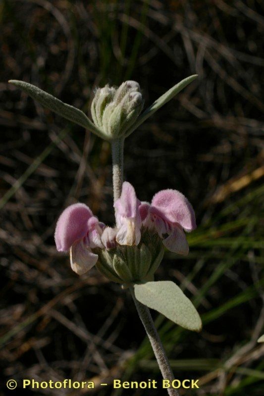 Taken Apr 15, 2005 by Photoflora - Benoit BOCK (©)