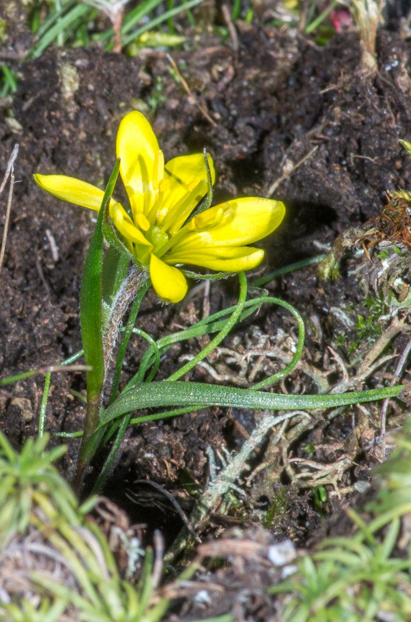 Taken Mar 5, 2014 by Tela Botanica − Jean-Jacques HOUDRÉ (cc-by-sa)