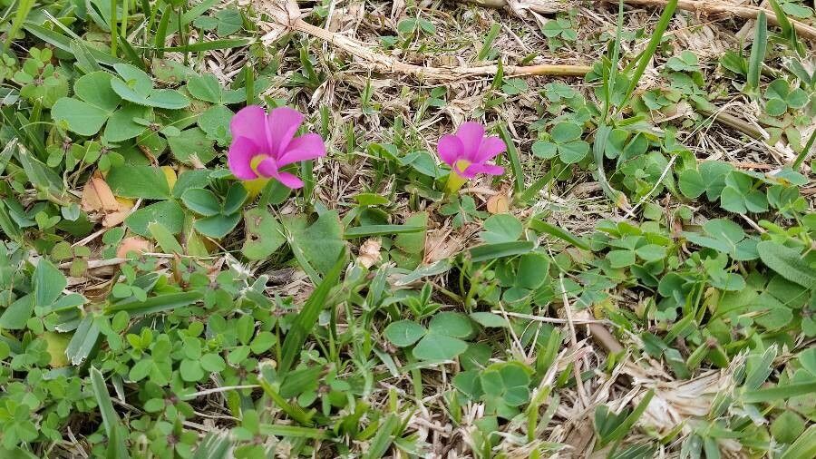 How To Grow Oxalis purpurea | EarthOne