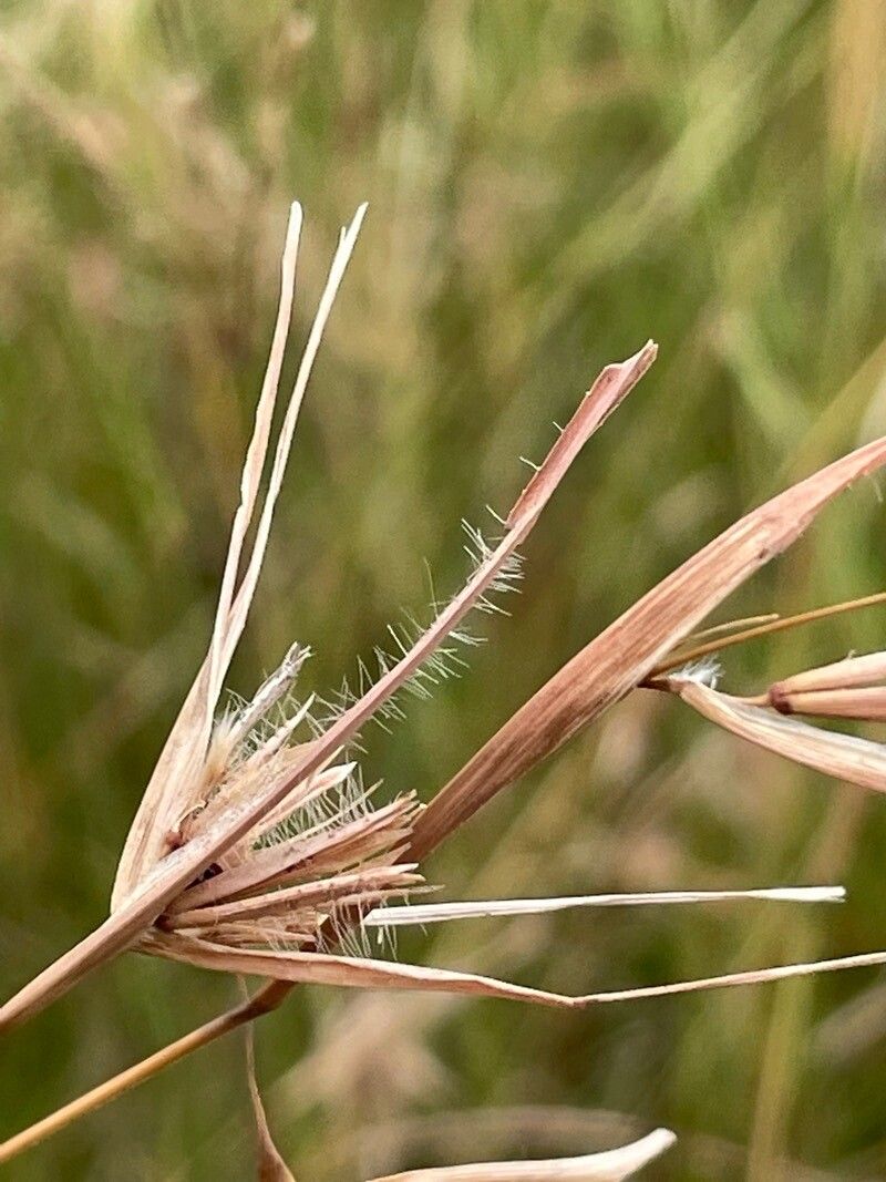 How To Grow Themeda triandra | EarthOne