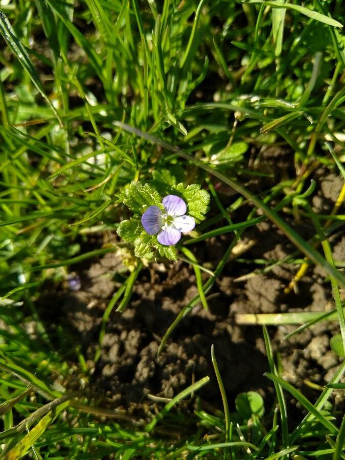 Taken Feb 10, 2022 by Thymus Marrovius (cc-by-sa)