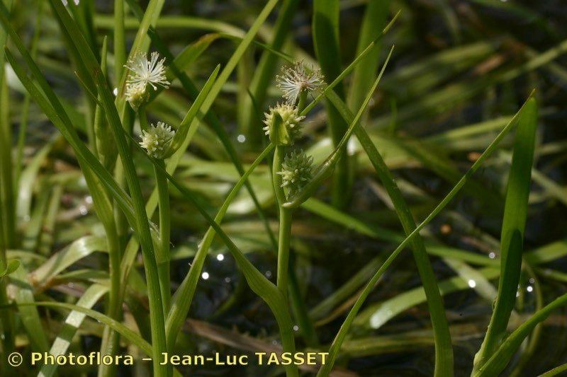 Taken Aug 15, 2005 by Photoflora - Jean-Luc TASSET (©)