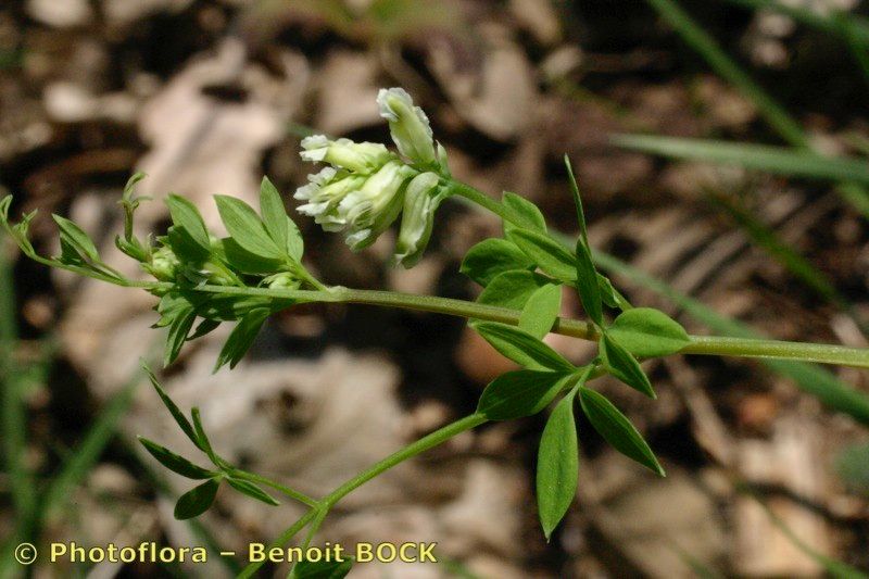 Taken May 15, 2004 by Photoflora - Benoit BOCK (©)