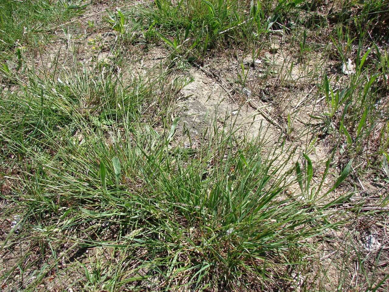 Heath grass