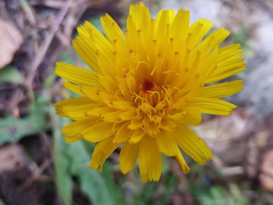 Rough hawkbit