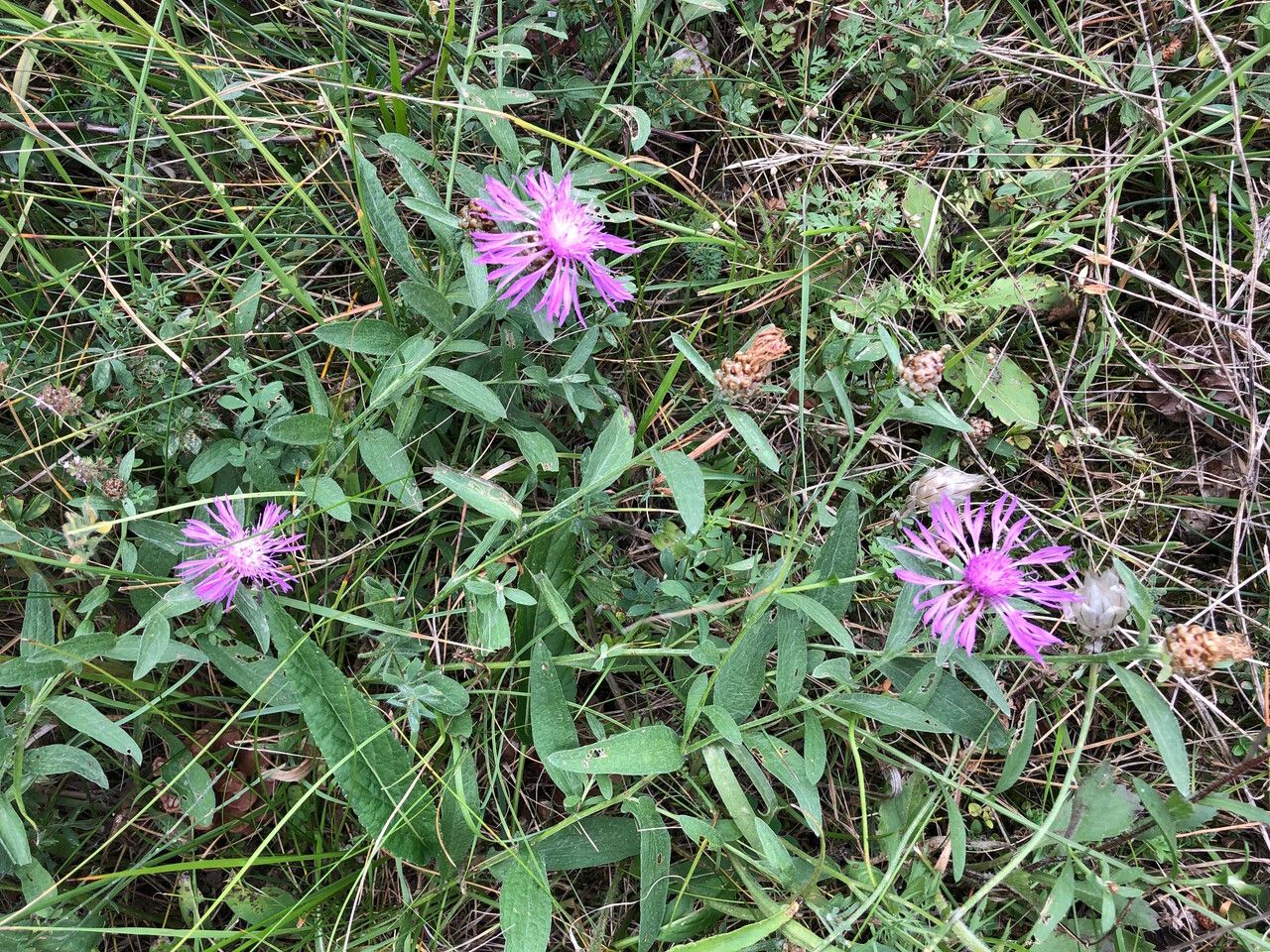 Brown knapweed