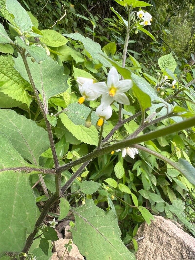 Observación: Solanum nigrum L. (elixir cortex 24 de jul. de 2022 ...